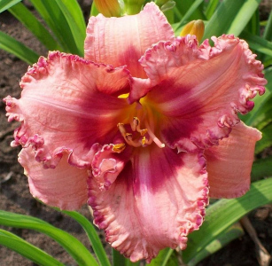 BROADEN YOUR HORIZON