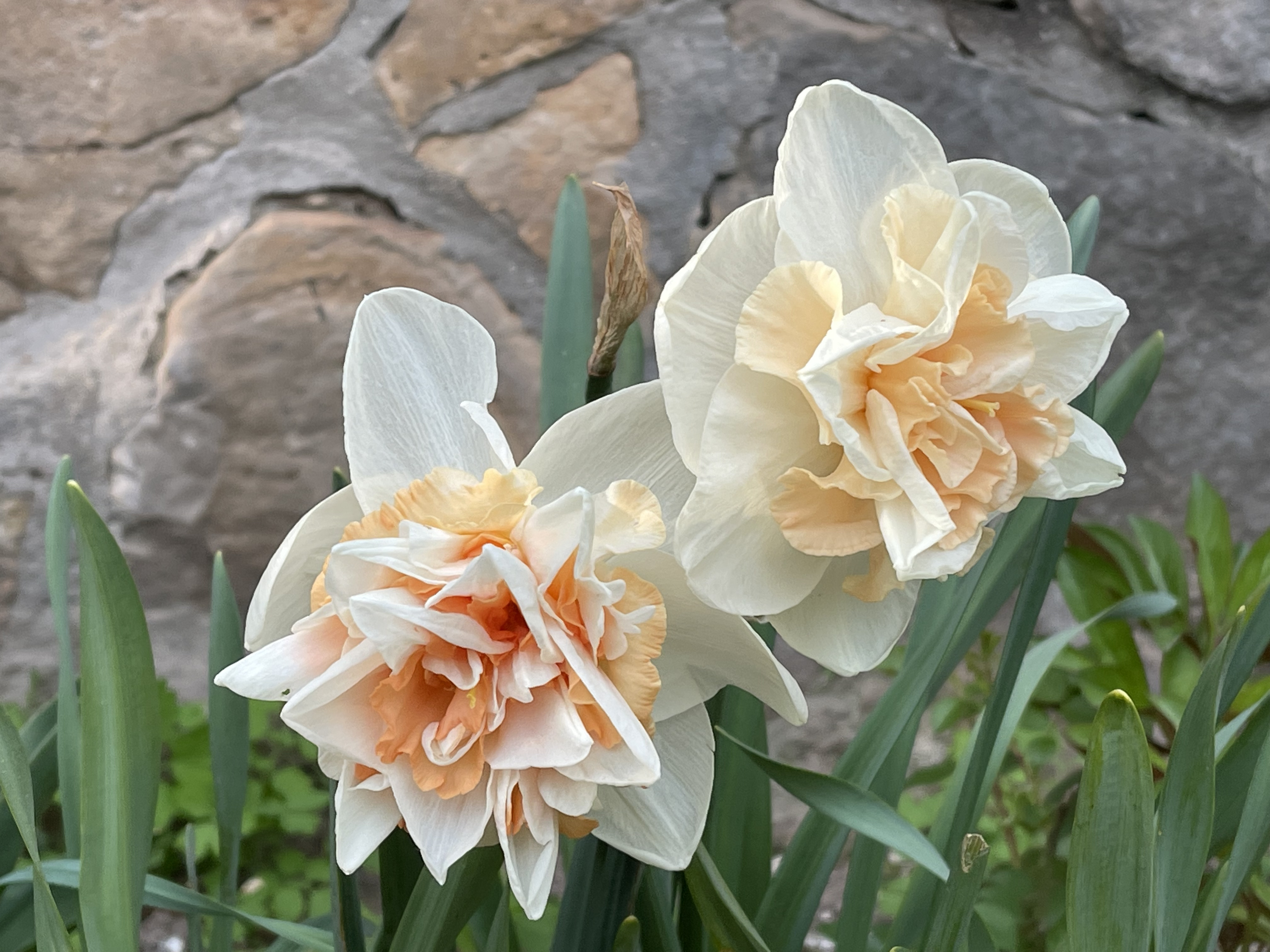 NARCIS - PINK PARADISE