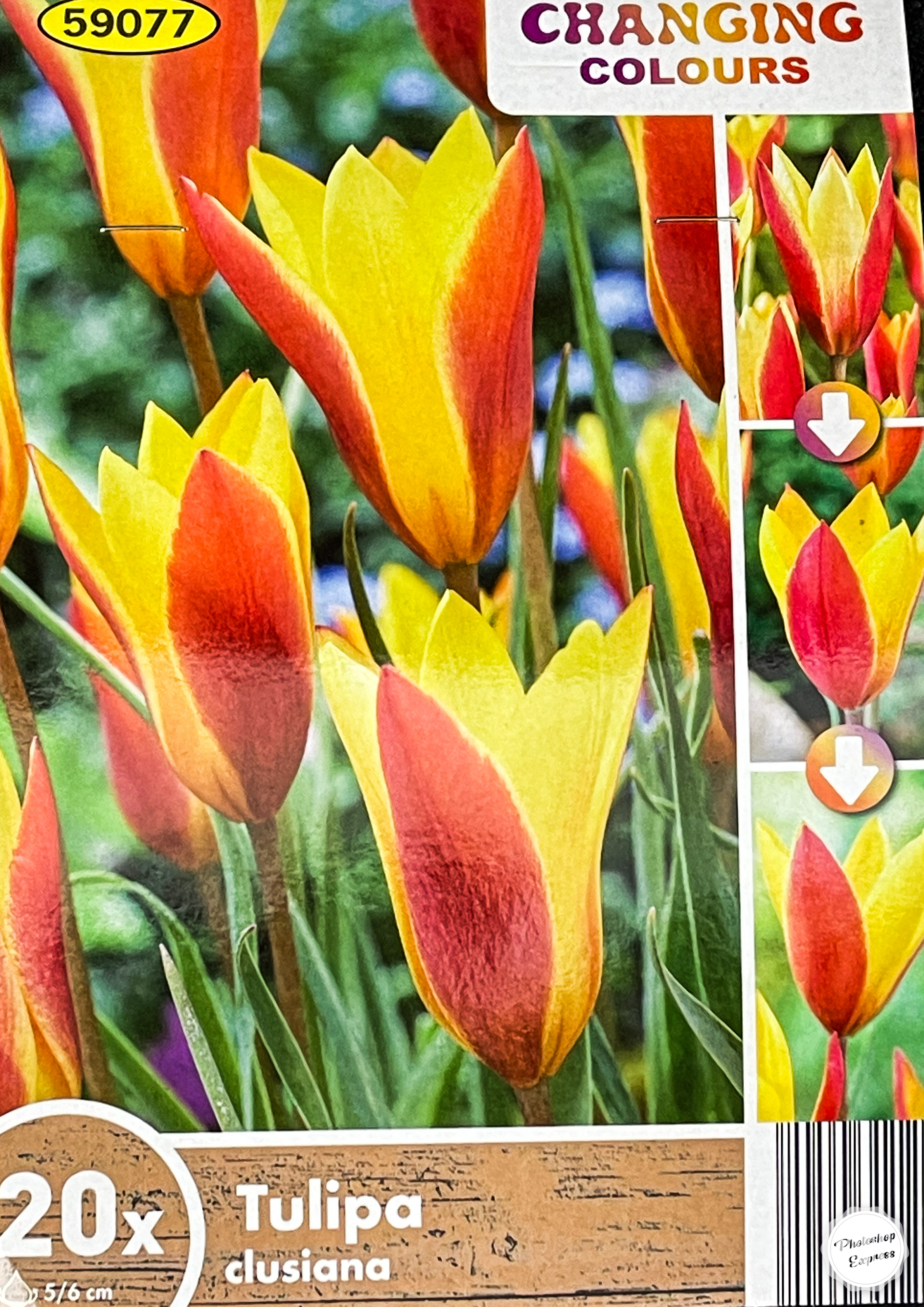 TULIPA CLUSIANA CHRYSANTHA