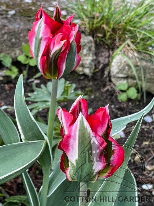 TULIPA VIRIDIFLORA - HOLLYWOOD