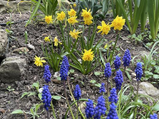 NARCIS - RIP VAN WINKLE + MUSCARI NEGLECTUM