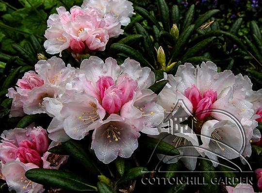 RH. YAKUSHIMANUM - KOICHIRO WADA