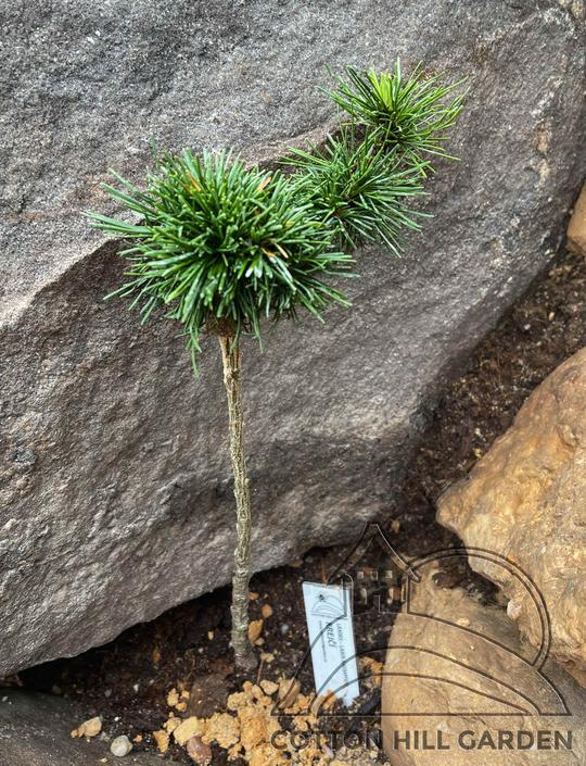 LARIX KAEMPFERI - KREJČÍ