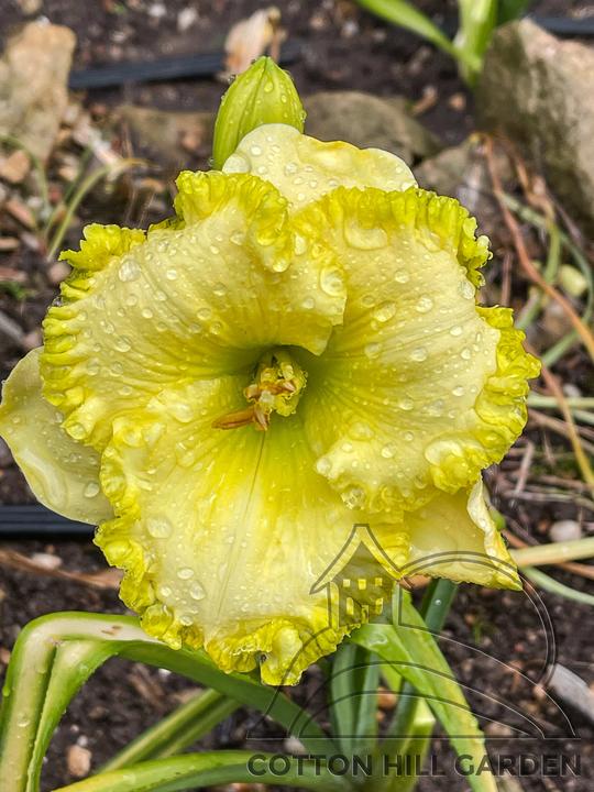 HEMMEROCALIS - GRANNYSMITH