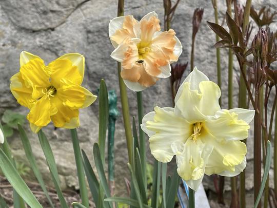 NARCIS - SKUPINA KOLARI