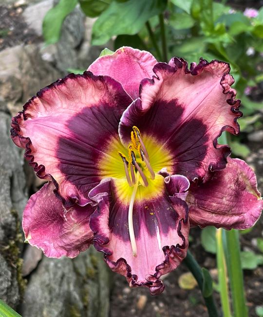 HEMEROCALLES - SPACE WARF