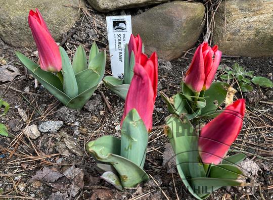 TULIPA KAUFMANIANA - SCALET BABY