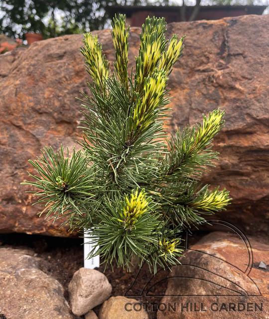 PINUS MUGO - COTTON PORCUPINE