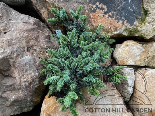 ABIES PINSAPO HORSTMANN