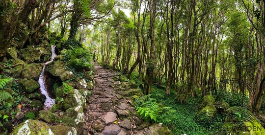 FAJAZINHA - VAŘÍNOVÝ LES