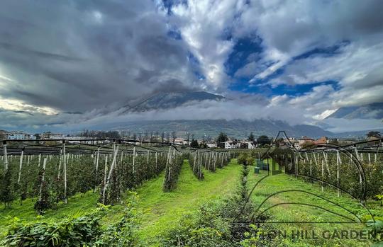 JABLOŇOVÉ PLANTÁŽE JSOU VŠUDE