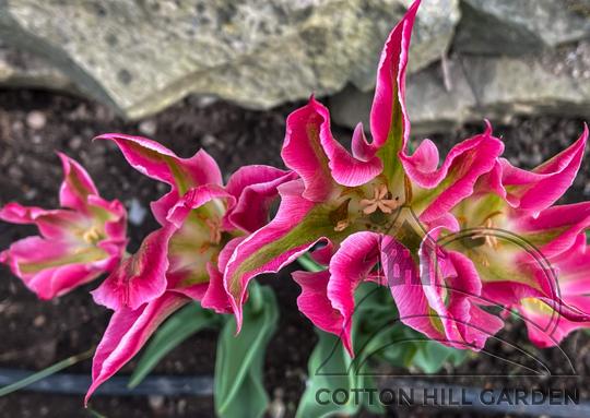 TULIPA VIRIDIFLORA VIRICHIC