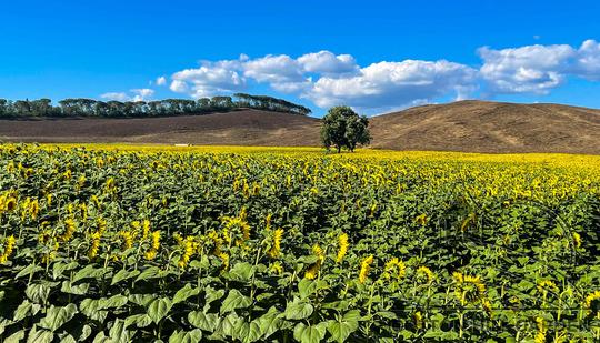 OKOLÍ MONTE DE ARBIA