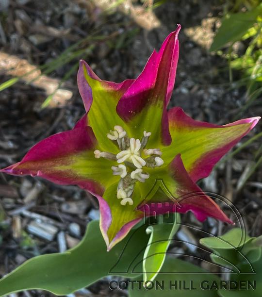 TULIPA VIRIDIFLORA - VIOLETTA