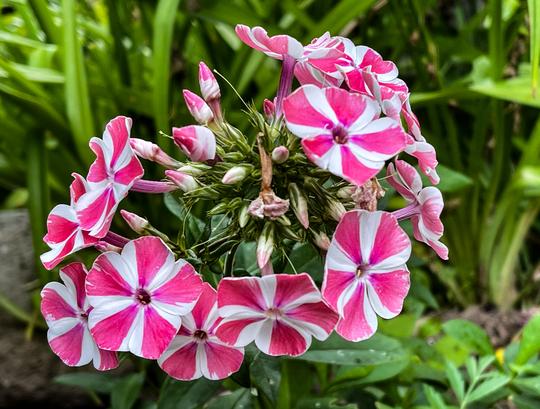PHLOX PANICULATA - PEPPEREMINT TWIST