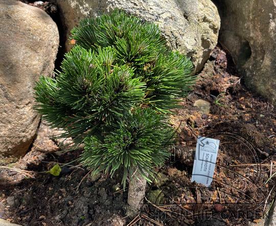 OINUS HELDREICHI - SCHMIDTII