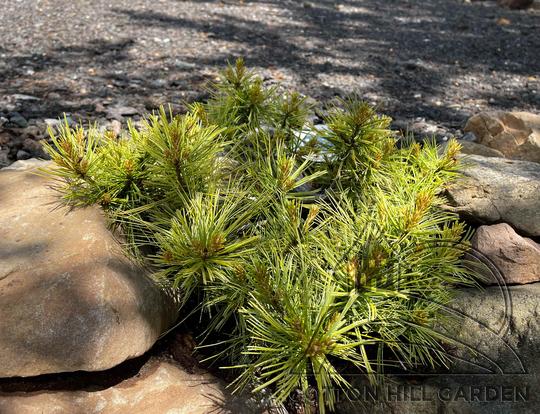 PINUS UNCINATA - KAČENKA
