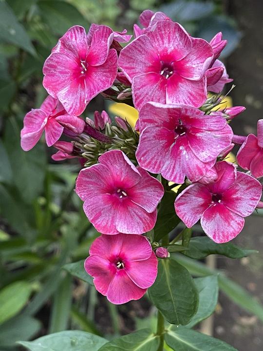 PHLOX PANICULATA - FERRIS WHEEL