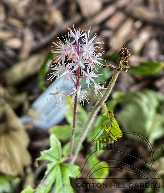TIARELLA CORDIFOLIA - CANDY STRIPER