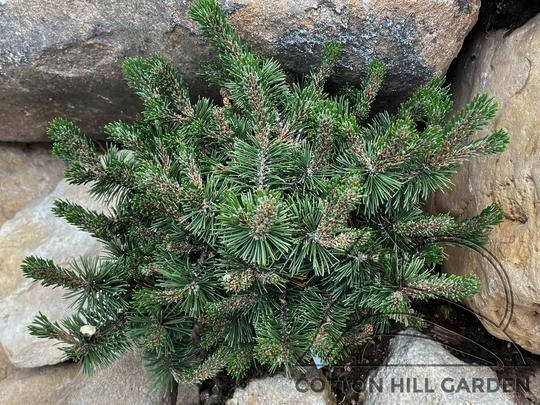 PINUS MUGO - HUMPY