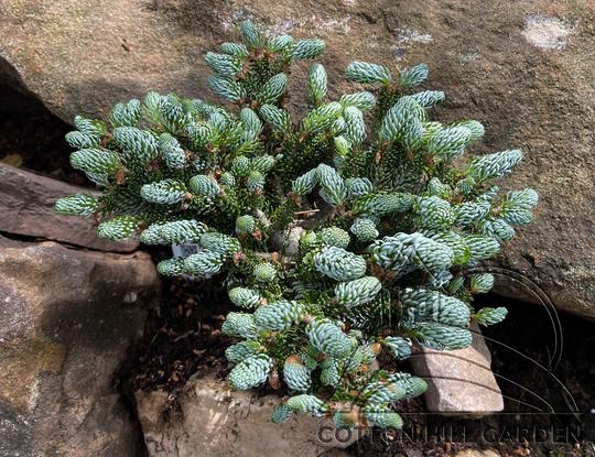 ABIES  KOREANA - KOUHOUT'S ICEBREAKER