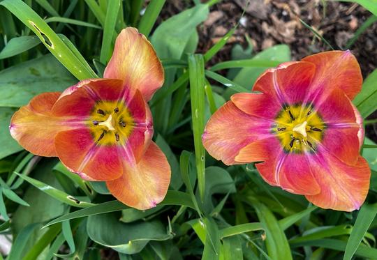 TULIPA LIBNATENSIS - COTTON HILL