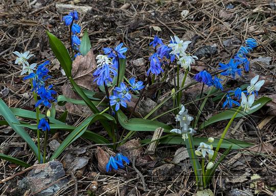 SCILA SIBERICA - SIBERICA ALBA