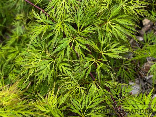 ACER PALMATUM - EMERALD LACE