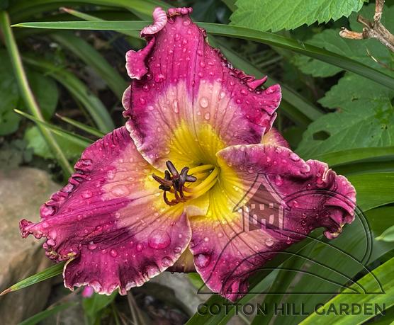HEMEROCALLIS - WASHING MIST