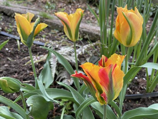 TULIPA VIRIDIFLORA - GOLD ARTIST