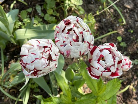 TULIPA - CARNAVAL DE NICE