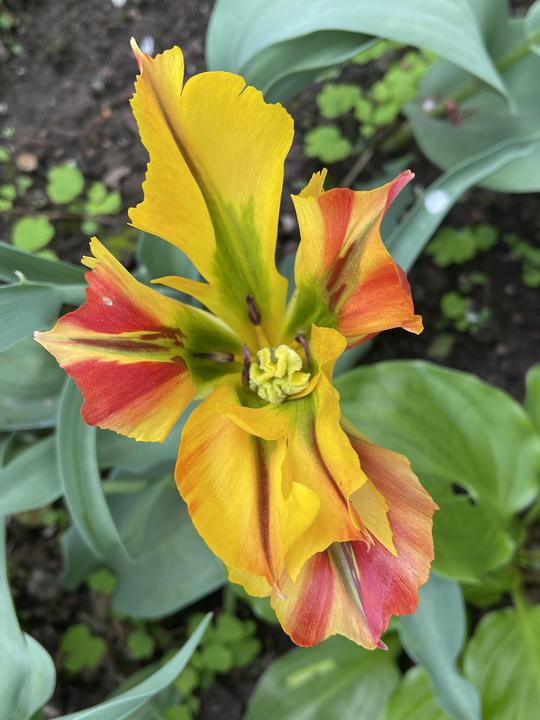 TULIPA VIRIDIFLORA - GOLD ARTIST