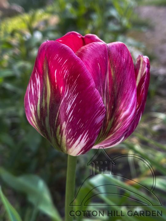 TULIPA VIRIDIFLORA - LINDY HOP