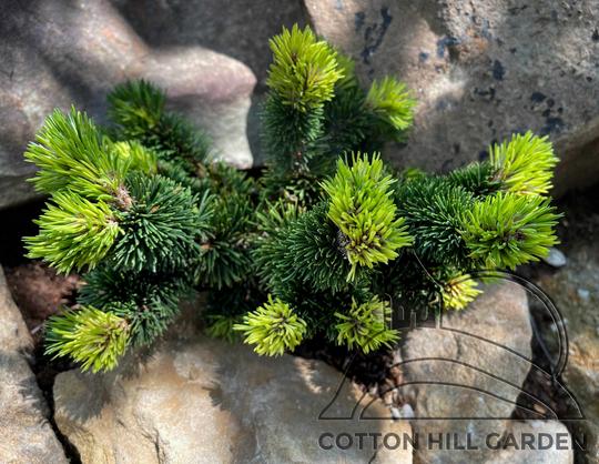 PINUS MUGO - JACOBSEN