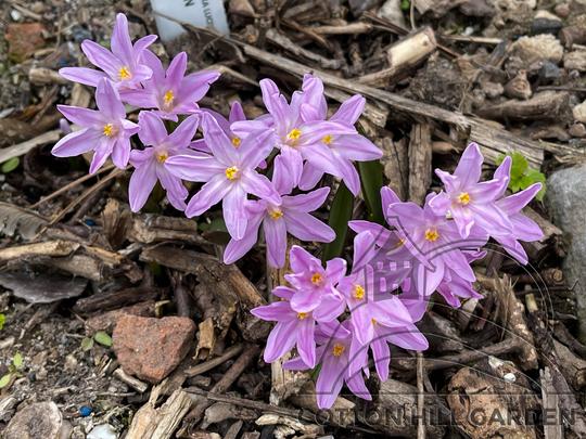 CHIODONOXA LUCILIEA - ROSE QUEEN