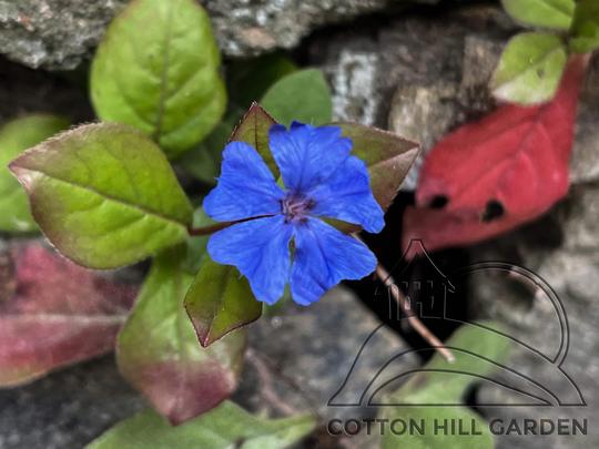 CERATOSTIGMA - AUTUMN BLUE