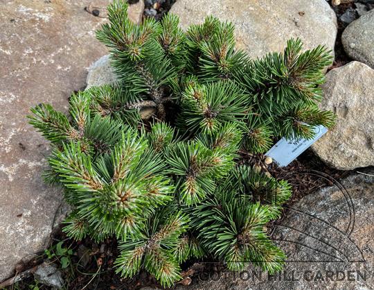 PINUS NIGRA - MORÁŇ