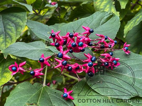 CLERODENDRUM BUNGEI